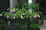 Brugmansia suaveolens 'Pink Beauty' RCP7-08 327.jpg